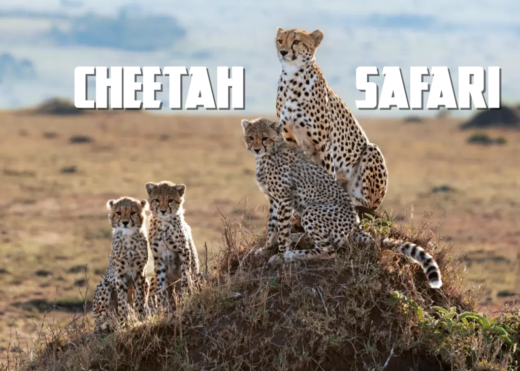 cheetah Safari