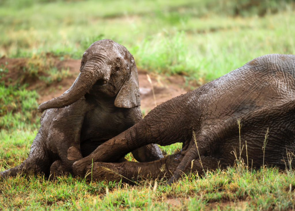Baby elephant wolowing in mud