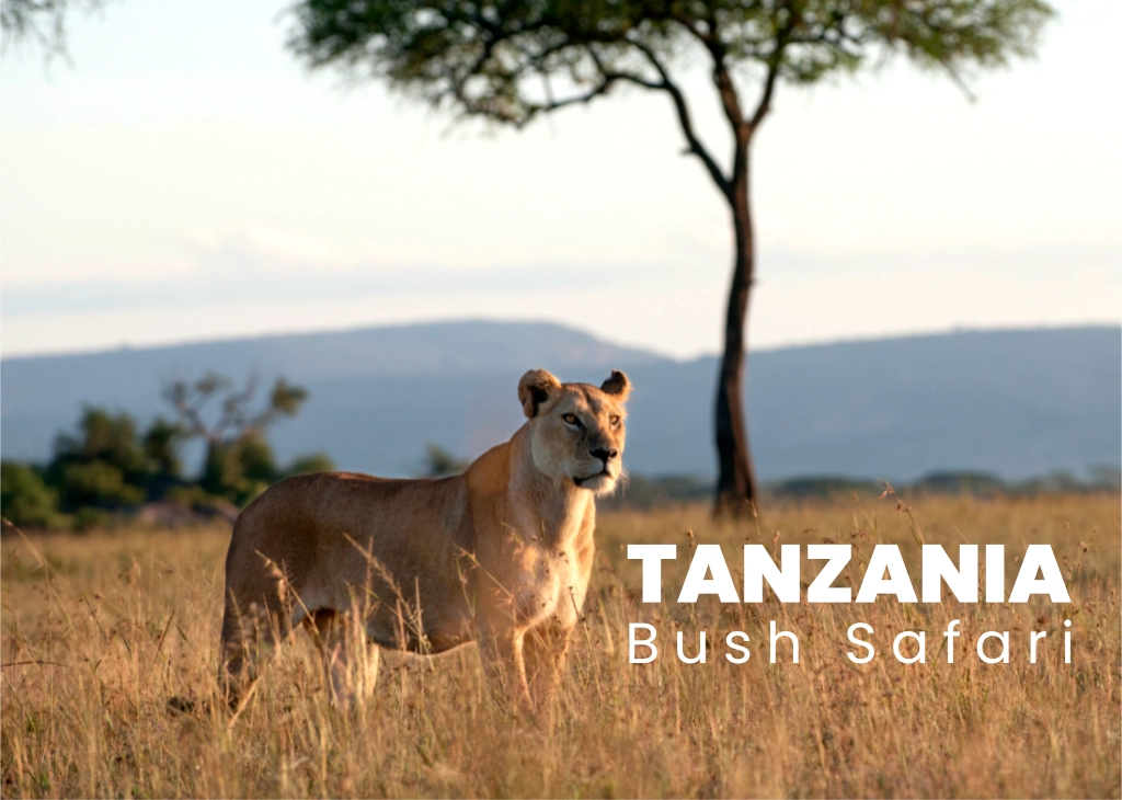 tanzania bush safari
