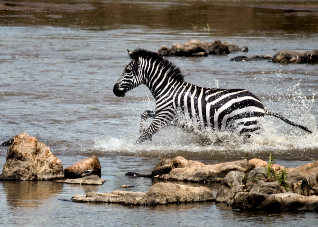 zebra galloping through a stream