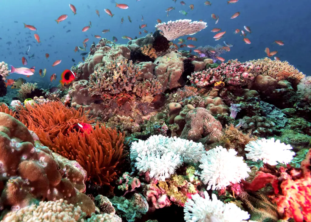 mauritius coral reef